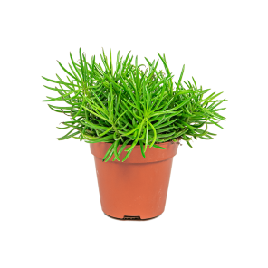 Web_Senecio himalaya 1.png