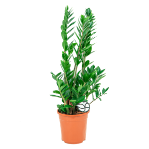 Web_Zamioculcas zamiifolia L1_3.png