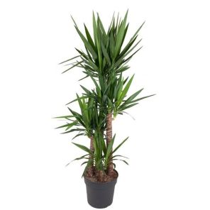 yucca 4-stam.jpg