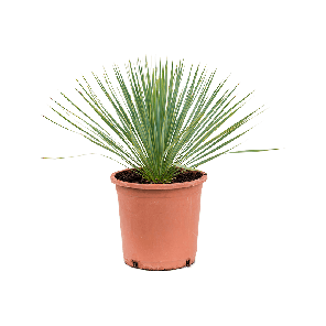 yucca rostata.png