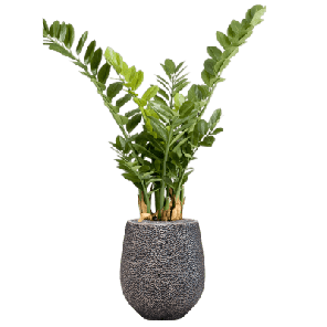 Zamioculcas in Baq Opus Hit zilver 1.png