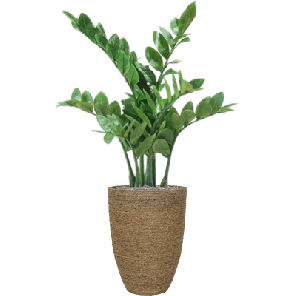 Zamioculcas in Bohemian 1.png