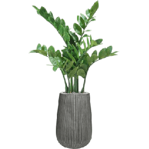 Zamioculcas in Ridged Vertically grijs 1.png